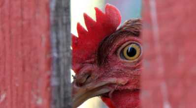Qual a diferença entre galinha de granja e galinha caipira?
