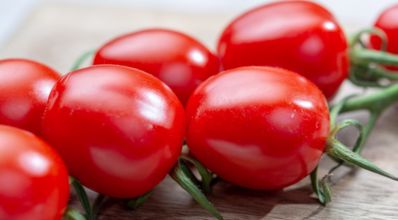 Como plantar tomate-cereja