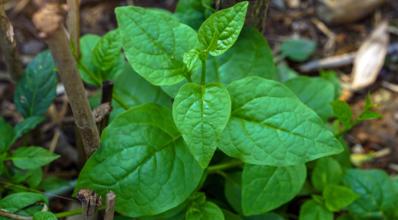 Bertalha: um tesouro nutricional e sustentável para a agricultura moderna