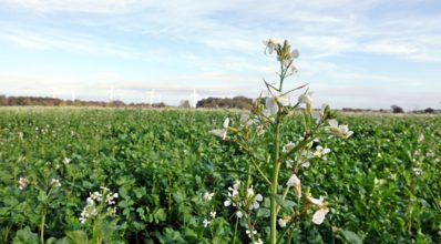 Nabo-forrageiro: aspecto de cultivo, utilização e benefícios