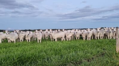 Fazenda no Tocantins conduz avaliação genômica pioneira em novilhas