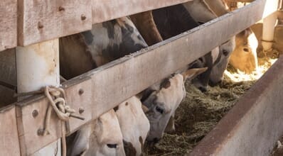 Alimentação de gado de corte com silagem de milho