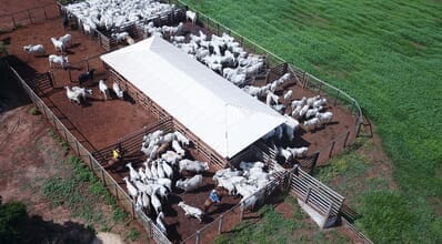 Curral de gado: como montar em sua propriedade