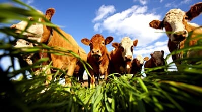 Volumosos e concentrados na alimentação de bovinos
