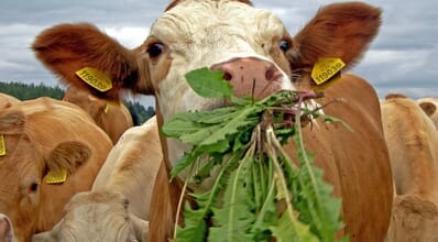 Plantas tóxicas para bovinos: conheça as principais