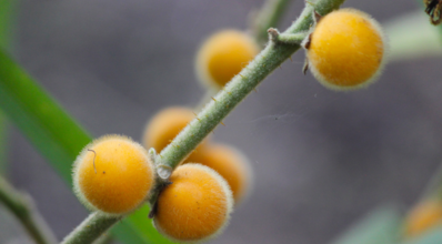 Cabeludinha: conheça essa fruta, seus benefícios e como plantá-la