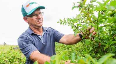 O anúncio que salva negócios: produtor de acerola encontra no MF Rural o sucesso de suas vendas