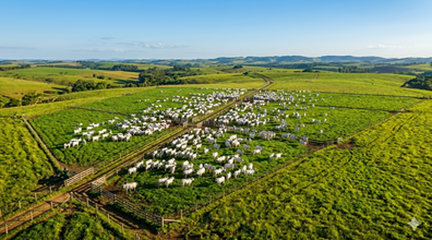 Pastagem produtiva: como formar, manejar e aumentar a lotação por hectare