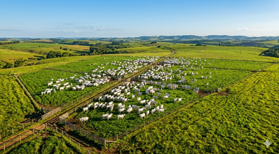 Pastagem produtiva: como formar, manejar e aumentar a lotação por hectare