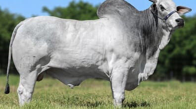 Genética, eficiência alimentar e o futuro do Nelore brasileiro
