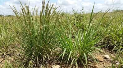 Capim-Capeta e Capim-Navalha: As plantas invasoras que estão reduzindo a lotação das pastagens no brasil