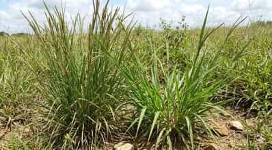 Capim-Capeta e Capim-Navalha: As plantas invasoras que estão reduzindo a lotação das pastagens no brasil