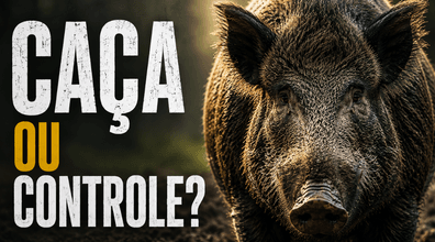 Caça ou controle de javali? A verdade sobre a espécie que reacendeu um debate no Brasil