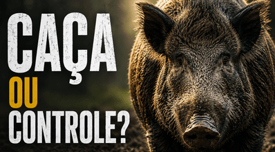 Caça ou controle de javali? A verdade sobre a espécie que reacendeu um debate no Brasil