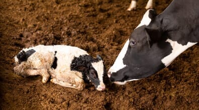 Como reduzir a mortalidade de bezerros na primeira fase de vida
