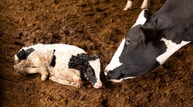 Como reduzir a mortalidade de bezerros na primeira fase de vida