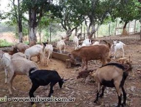 VENDO UM LOTE DE CABRAS