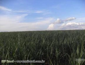 Fazendas com CANA