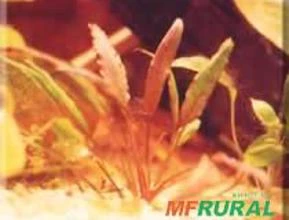 Cryptocoryne sp.