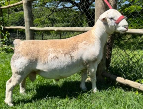 Reprodutor White Dorper