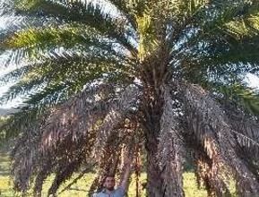 Tamareira de Dubai