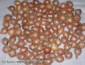 CEBOLA ARGENTINA