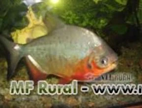 Pacu