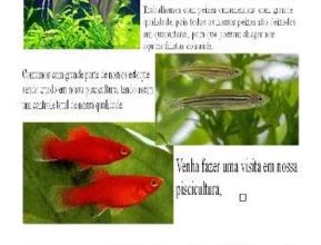 Peixes ornamentais