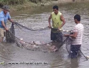 Pacu