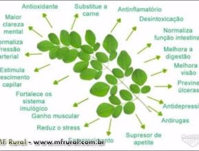 Moringa oleífera orgânica