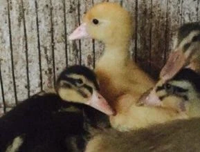 Patos