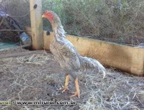 Galo Índio Shamo Puro
