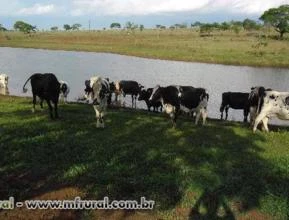 Vacas em Lactação