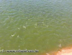Tilápias
