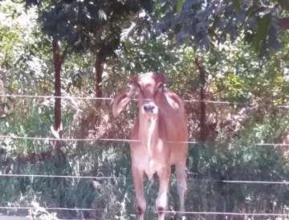 Vaca Girolando
