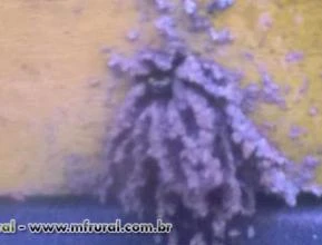 Abelhas sem ferrão