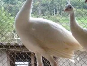 CASAL DE PAVÃO BRANCO