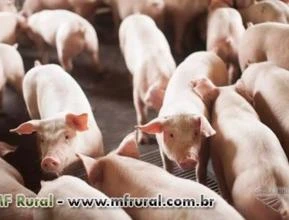 Suíno nobre,  vivo ou carcaça