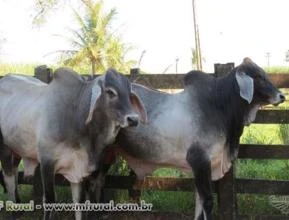 Vendo Tourinhos Guzerá PO