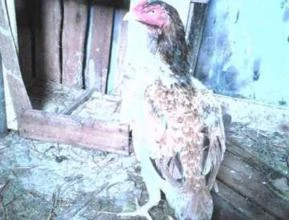 Frango e frangas Shamo