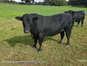 Touros Cruza Angus.