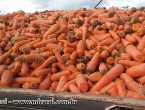 Cenoura e Beterraba