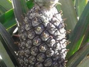 Abacaxi Pérola Muito Doce
