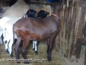 Carneiro