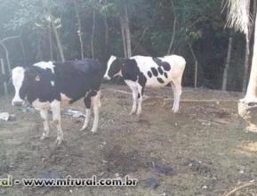 NOVILHAS JERSOLANDO