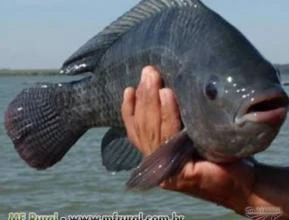 Tilapia acima de 700g