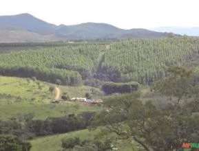 Floresta Eucalipto