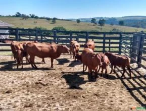 Vacas Senepol PO