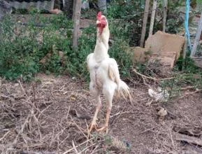 Galos índio branco