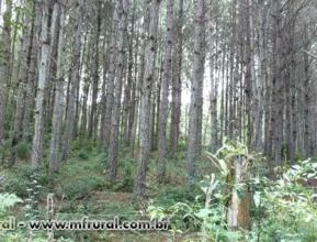 Pinheiros pinus elliottii